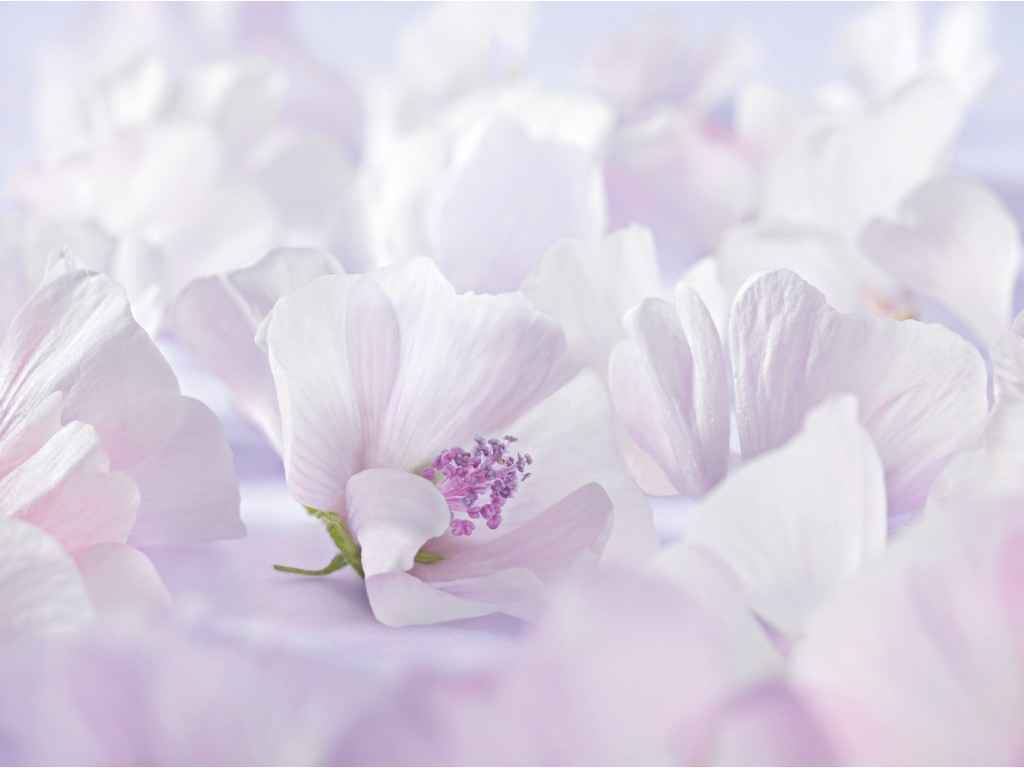 weleda_baby_derma_malva_blanca