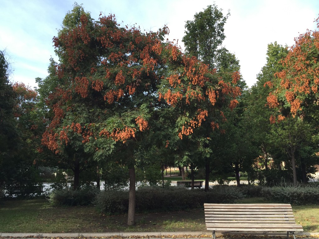 otoño nueva estacion